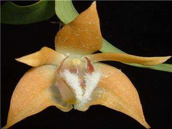 Fleckeri Orchidaceae