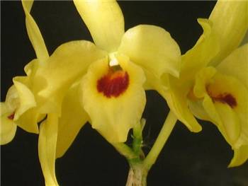 Friedericksianum Orchidaceae