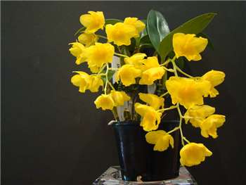 Griffithianum Orchidaceae