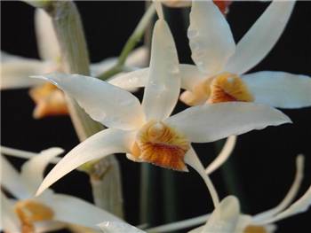 Heterocarpum Orchidaceae