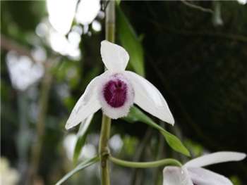 Huttonii Orchidaceae