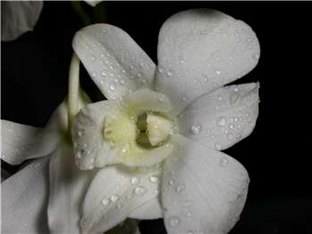 Jumbo White Orchidaceae