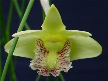 Junceum Orchidaceae
