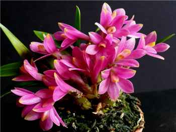 Laevifolium Orchidaceae
