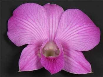 Lai Sirin Orchidaceae