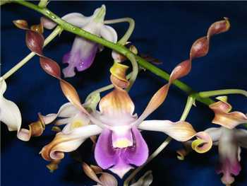 Lasianthera Orchidaceae