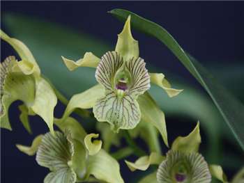 Macrophyllum Orchidaceae