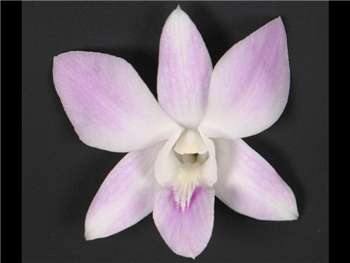 Missteen Orchidaceae