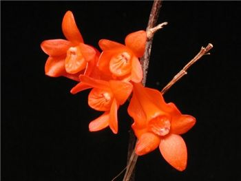 Mohlianum Orchidaceae