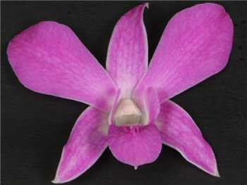 Noreen Orchidaceae