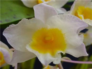 Palpebrae Orchidaceae