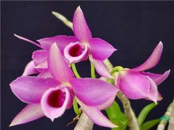 Parishii Orchidaceae
