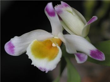 Pendulum Orchidaceae