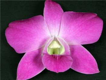 Queen Pink Orchidaceae