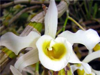 Signatum Orchidaceae