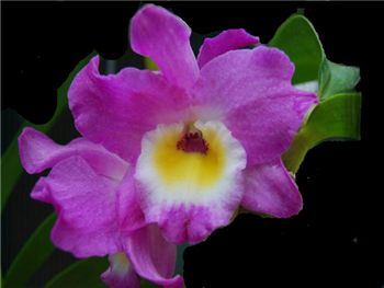 Softcane Orchidaceae