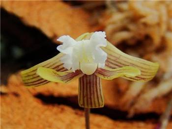Striolatum Orchidaceae