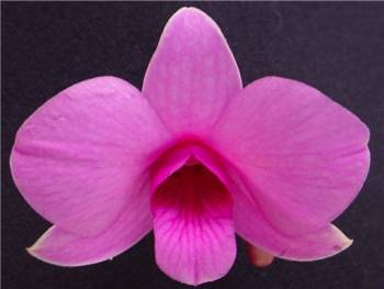 Superbum Orchidaceae