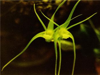 Tetragonum Orchidaceae