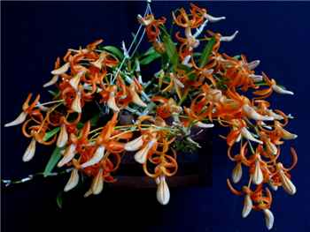 Unicum Orchidaceae