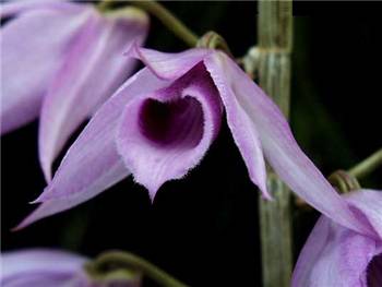 Unscented Dendrobium Orchidaceae