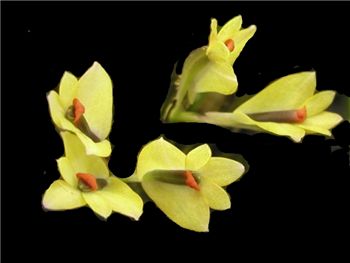 Vexillarius Orchidaceae