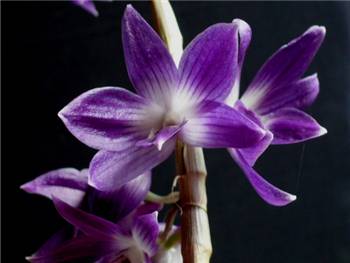 Victoriae-Reginae Orchidaceae