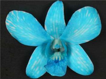 White Dyed Blue Orchidaceae