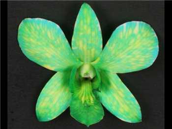 White Dyed Green Orchidaceae