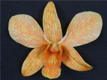 White Dyed Orange Orchidaceae