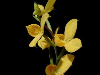 Aurata Orchidaceae