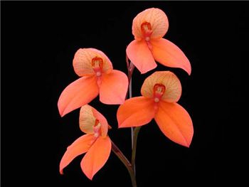 Auratkew Orchidaceae