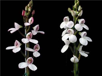 Tripetaloides Orchidaceae