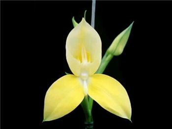Yellow Orchidaceae