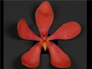 Arand Red Orchidaceae