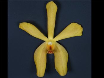 Aranda Yellow Orchidaceae