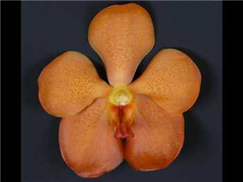 Buffalo Orange Orchidaceae