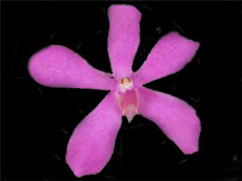 Calypso Orchidaceae