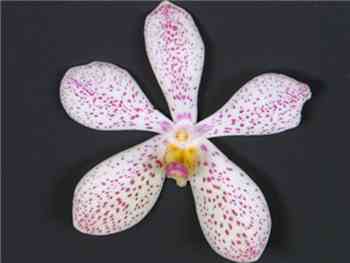 Christine White Orchidaceae