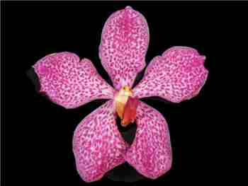 Jaguar Pink Orchidaceae