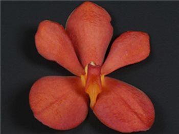 McKenny Orange Orchidaceae