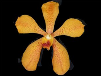 Mokara Gold Orchidaceae