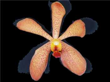 Mokara Orange Orchidaceae