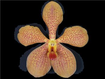 Mokara Orange OM Orchidaceae