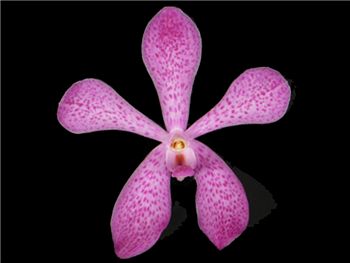 Mokara Pink Orchidaceae