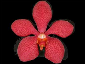 Mokara Red Orchidaceae