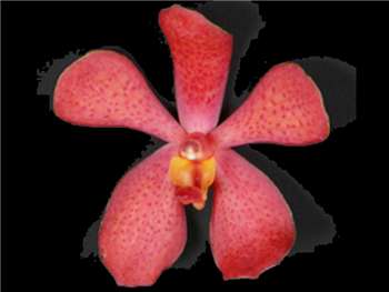 Mokara Ruby Orchidaceae