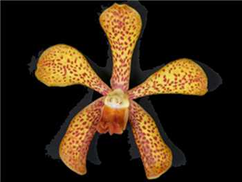 Panee Orchidaceae