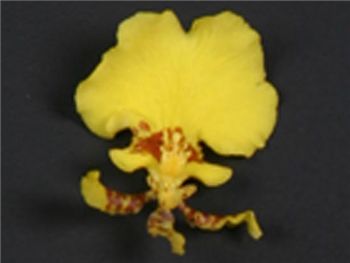 Oncidium GS Blossom Orchidaceae