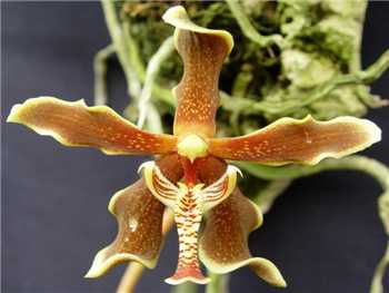 Labukensis Orchidaceae